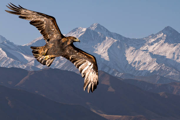 aigle royal